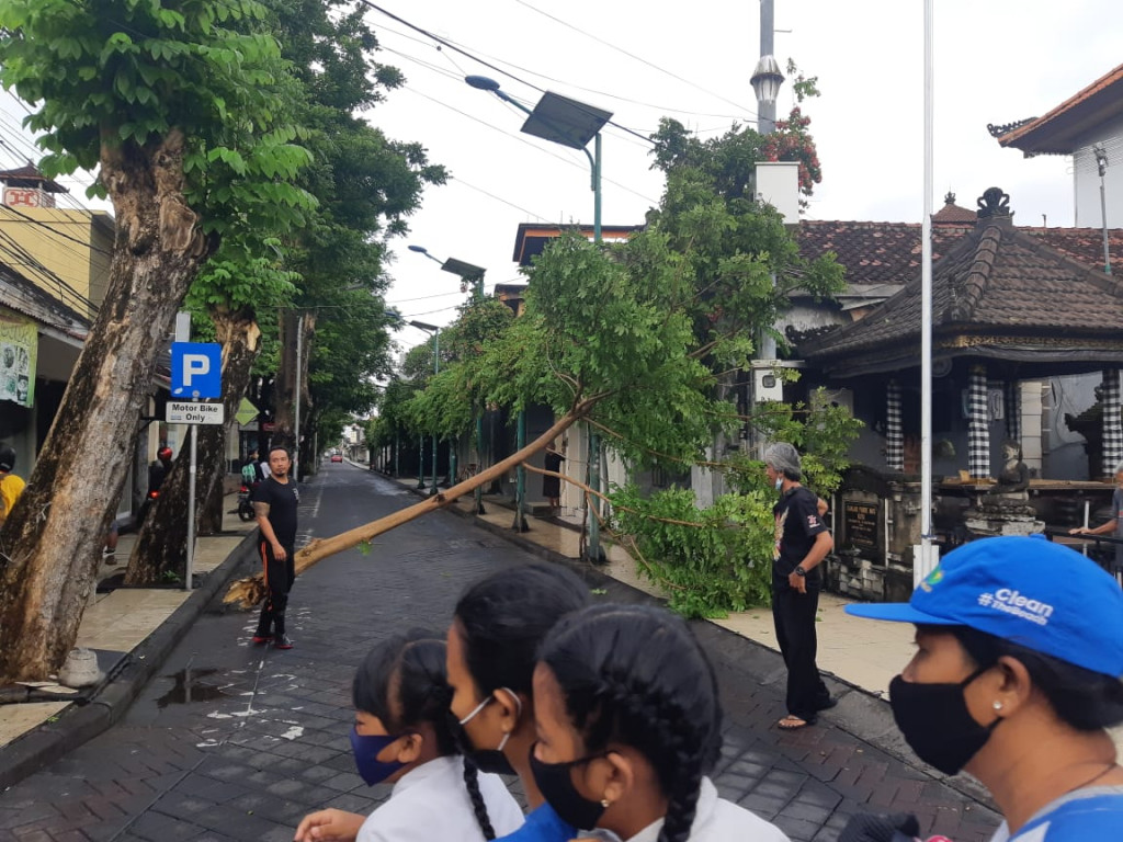 Pohon Tumbang di Jalan Pantai Kuta, Kelurahan Kuta, Kecamatan Kuta Tanggal 31 Januari 2022